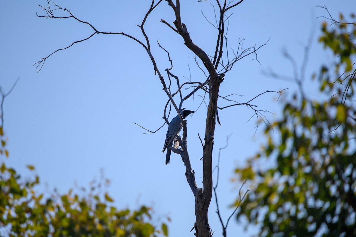 Black-faced Cuckooshrike - Tod Spencer