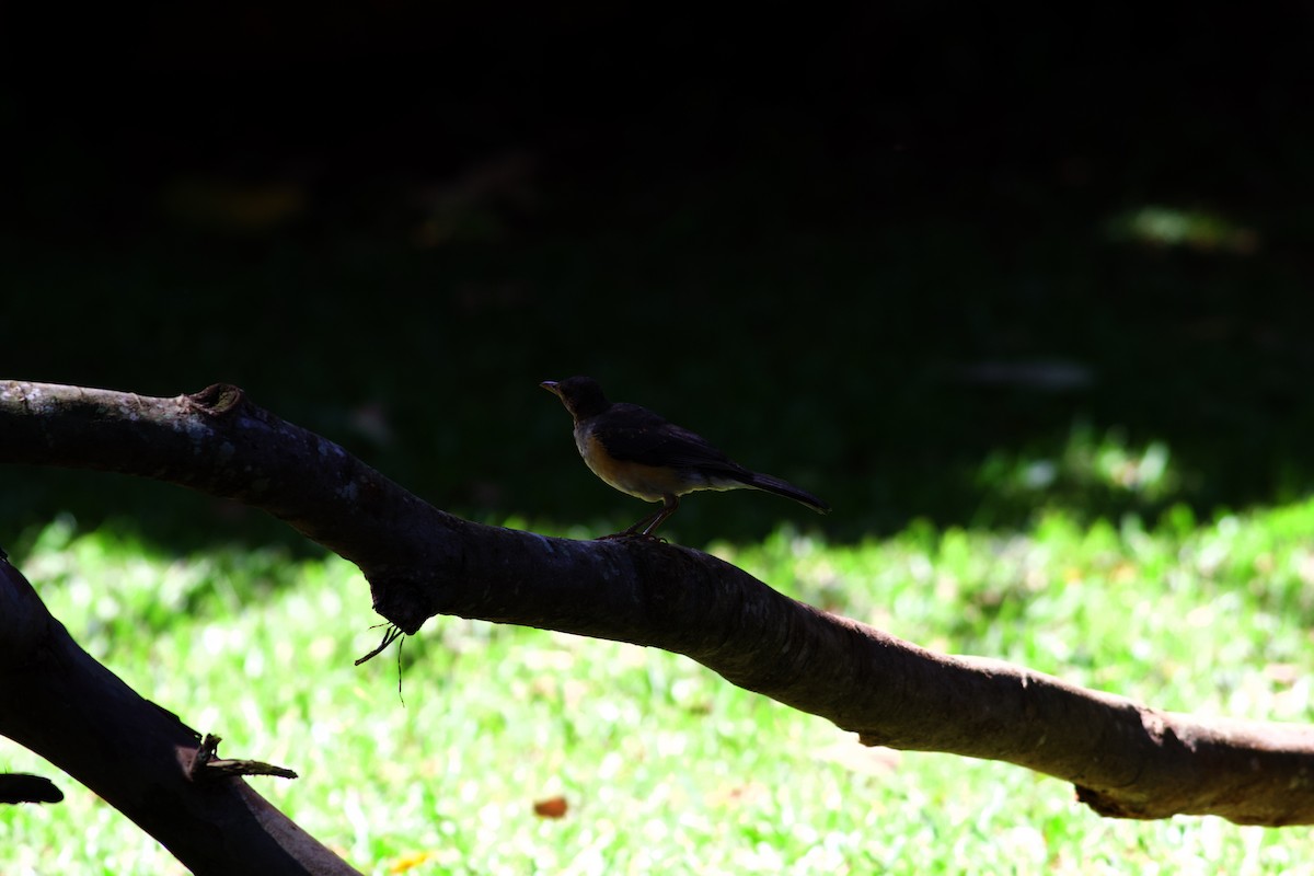 African Thrush - ML616534756