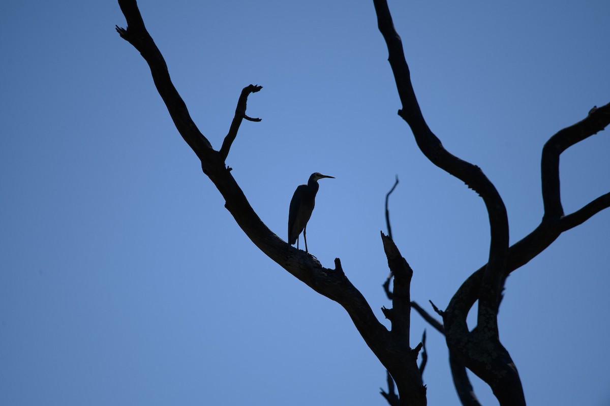 White-faced Heron - Tod Spencer