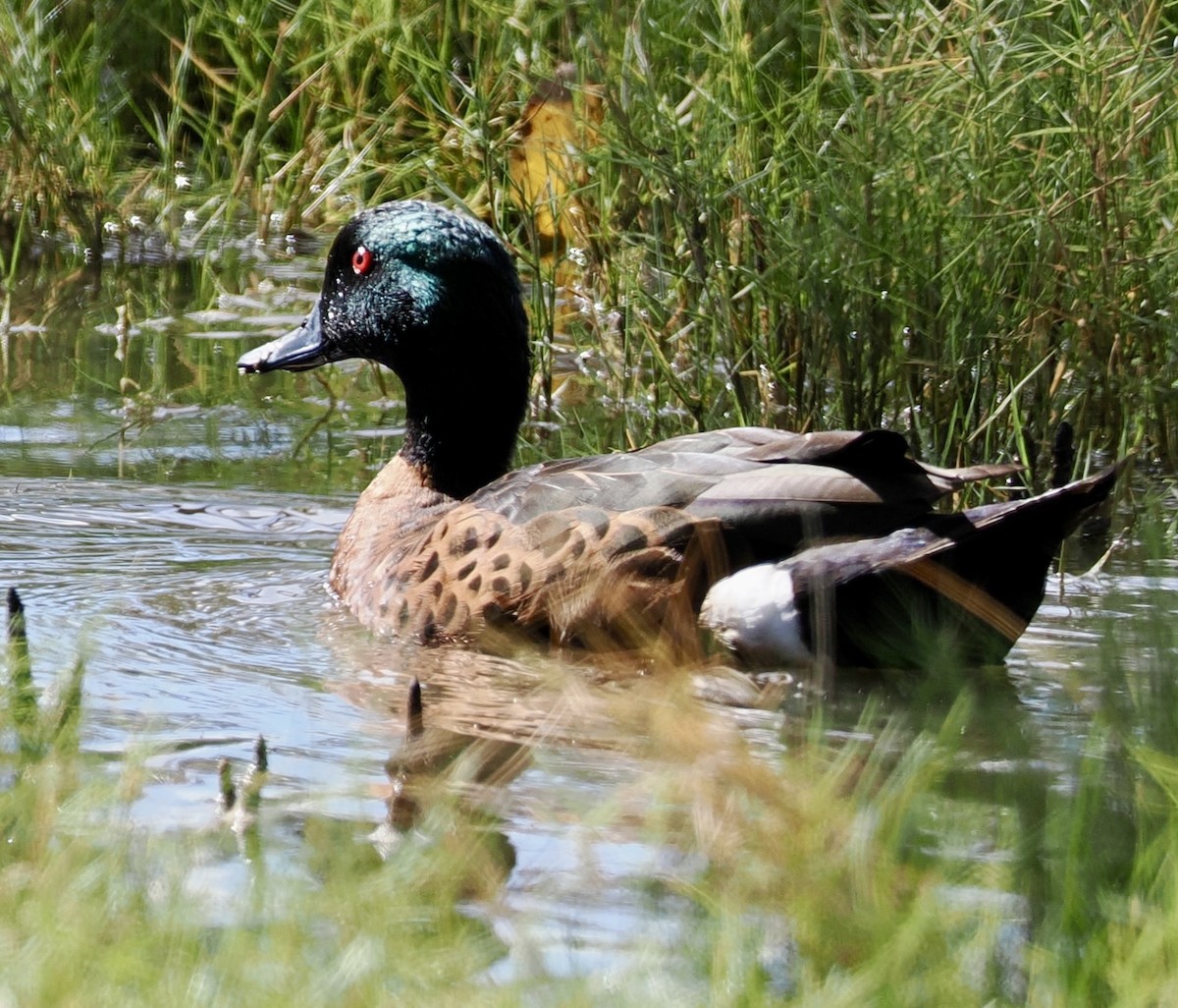 Chestnut Teal - ML616534879