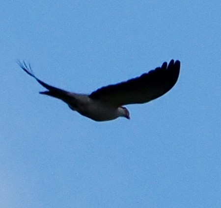 Topknot Pigeon - ML616534882