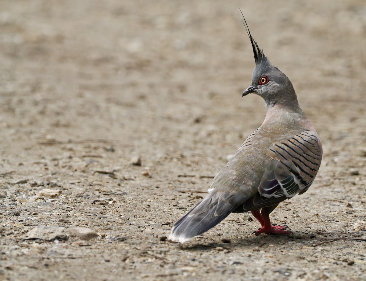Crested Pigeon - ML616534884