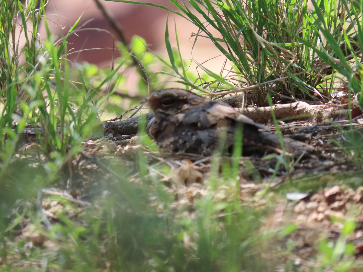 Fiery-necked Nightjar - ML616534887