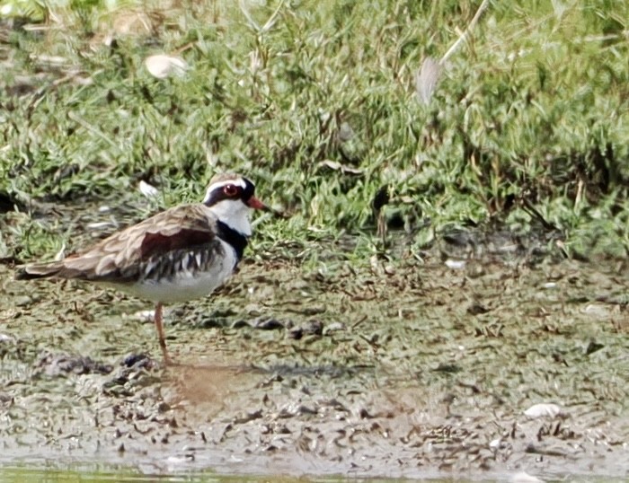 Black-fronted Dotterel - ML616534888