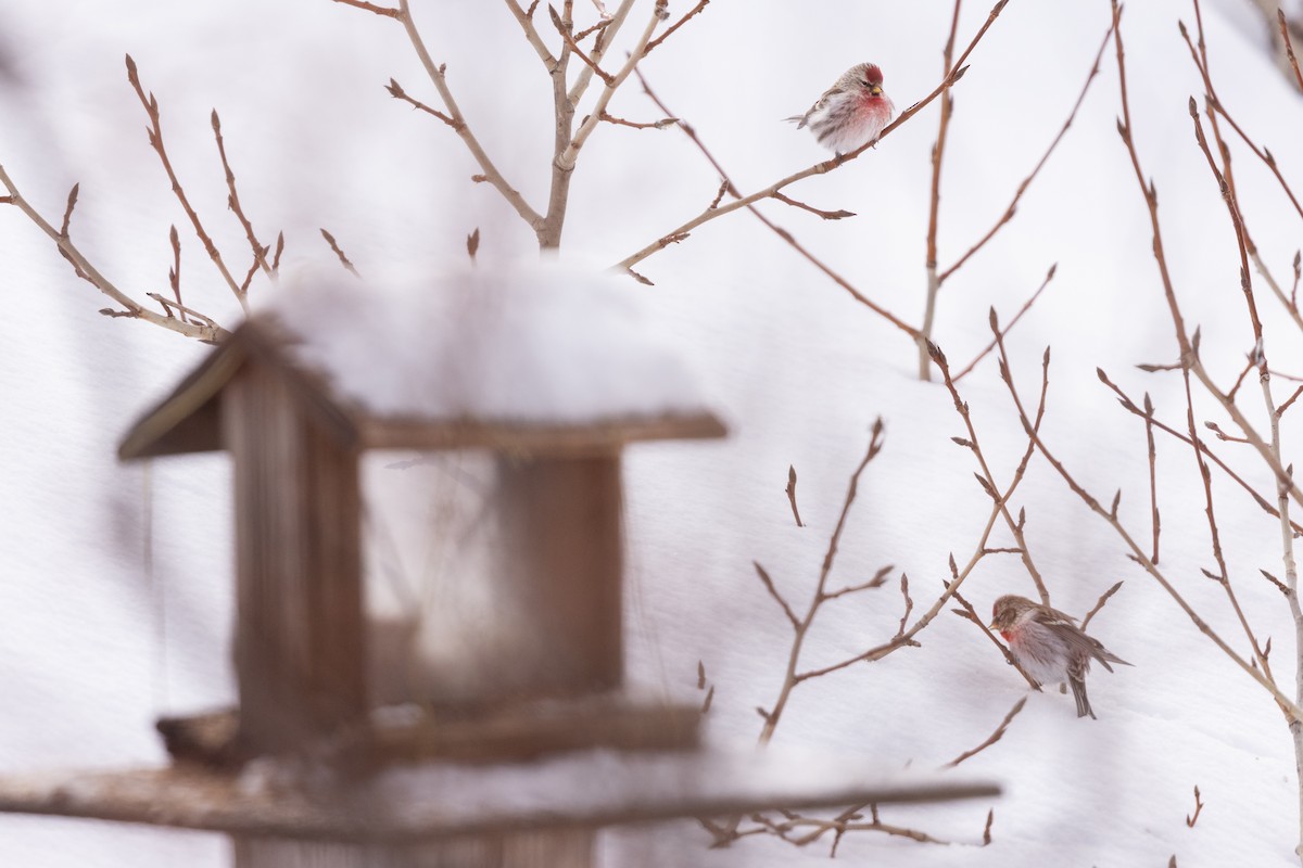Common Redpoll - Kate Persons