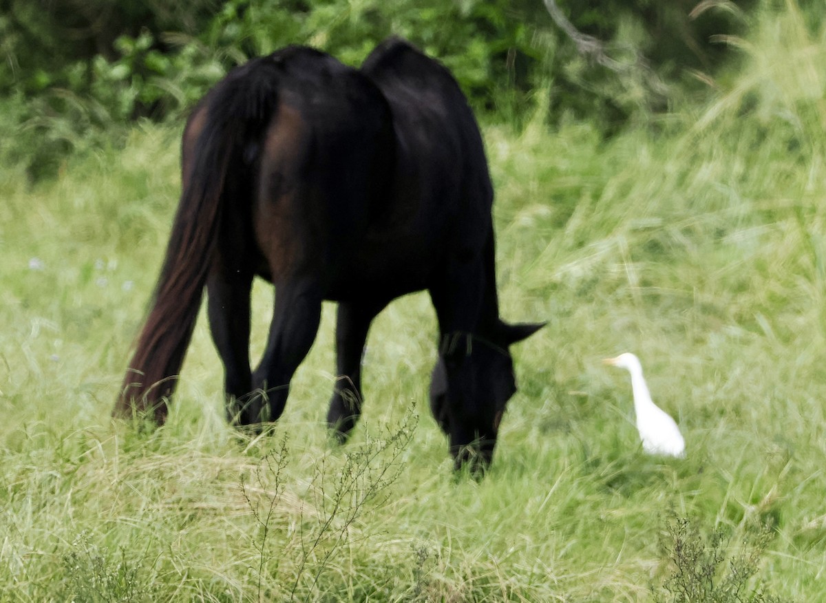 Eastern Cattle Egret - ML616534895