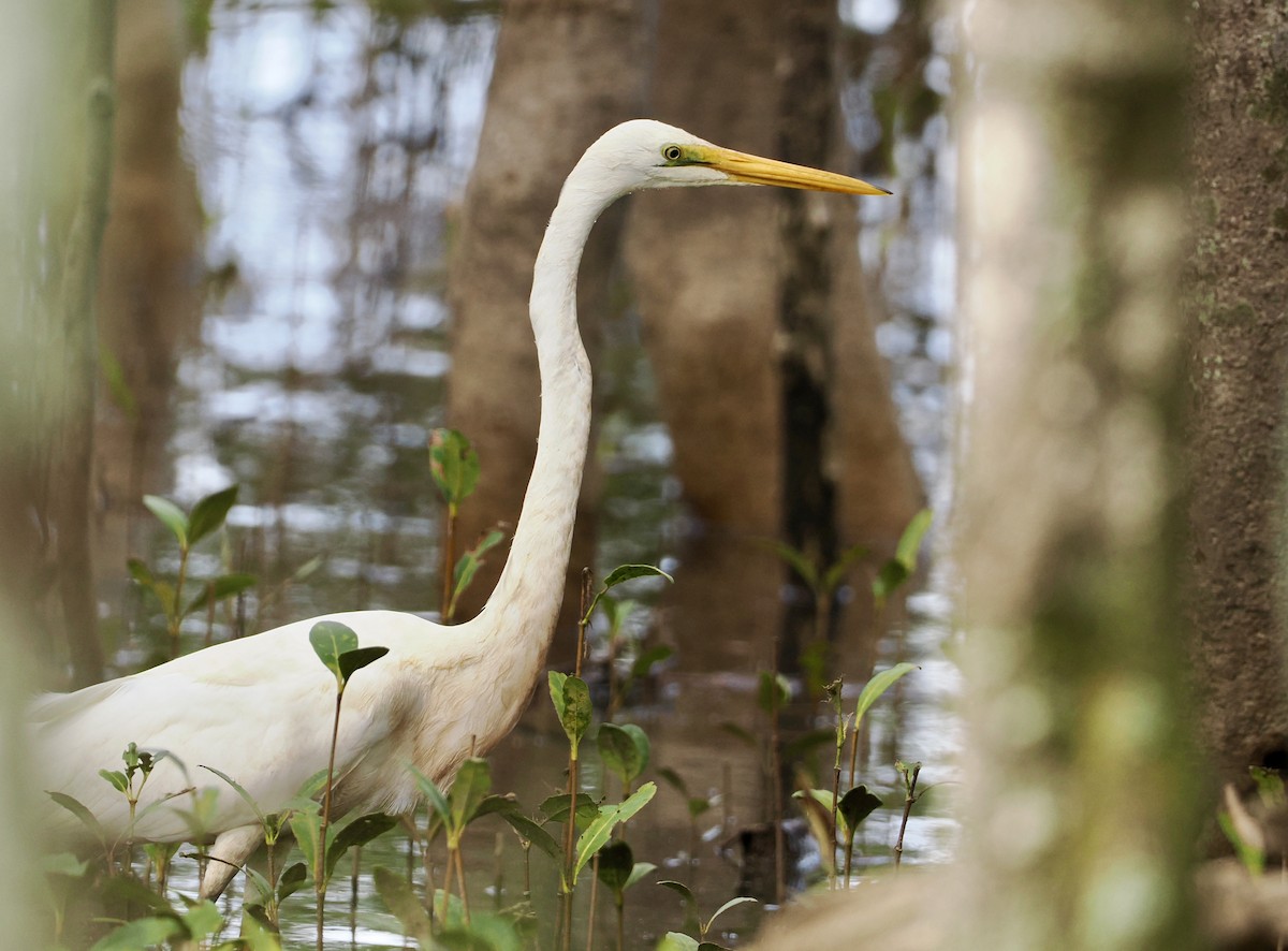 Great Egret - ML616534897