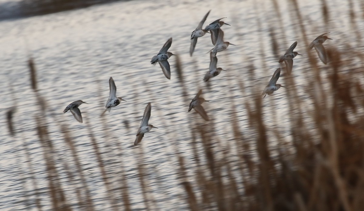 Dunlin - ML616534908