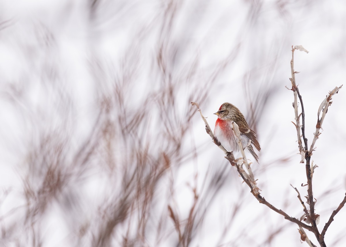 Hoary Redpoll - Kate Persons