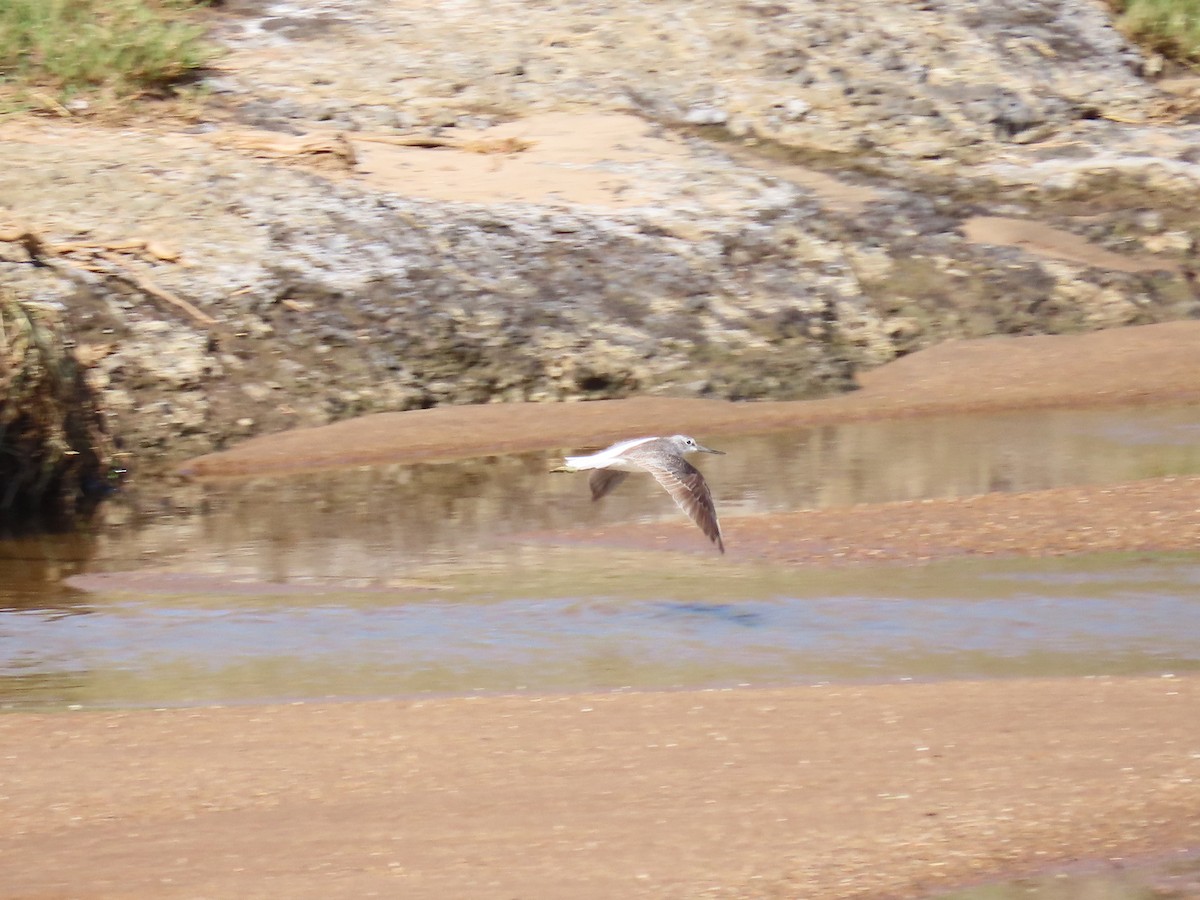 Common Greenshank - ML616534922