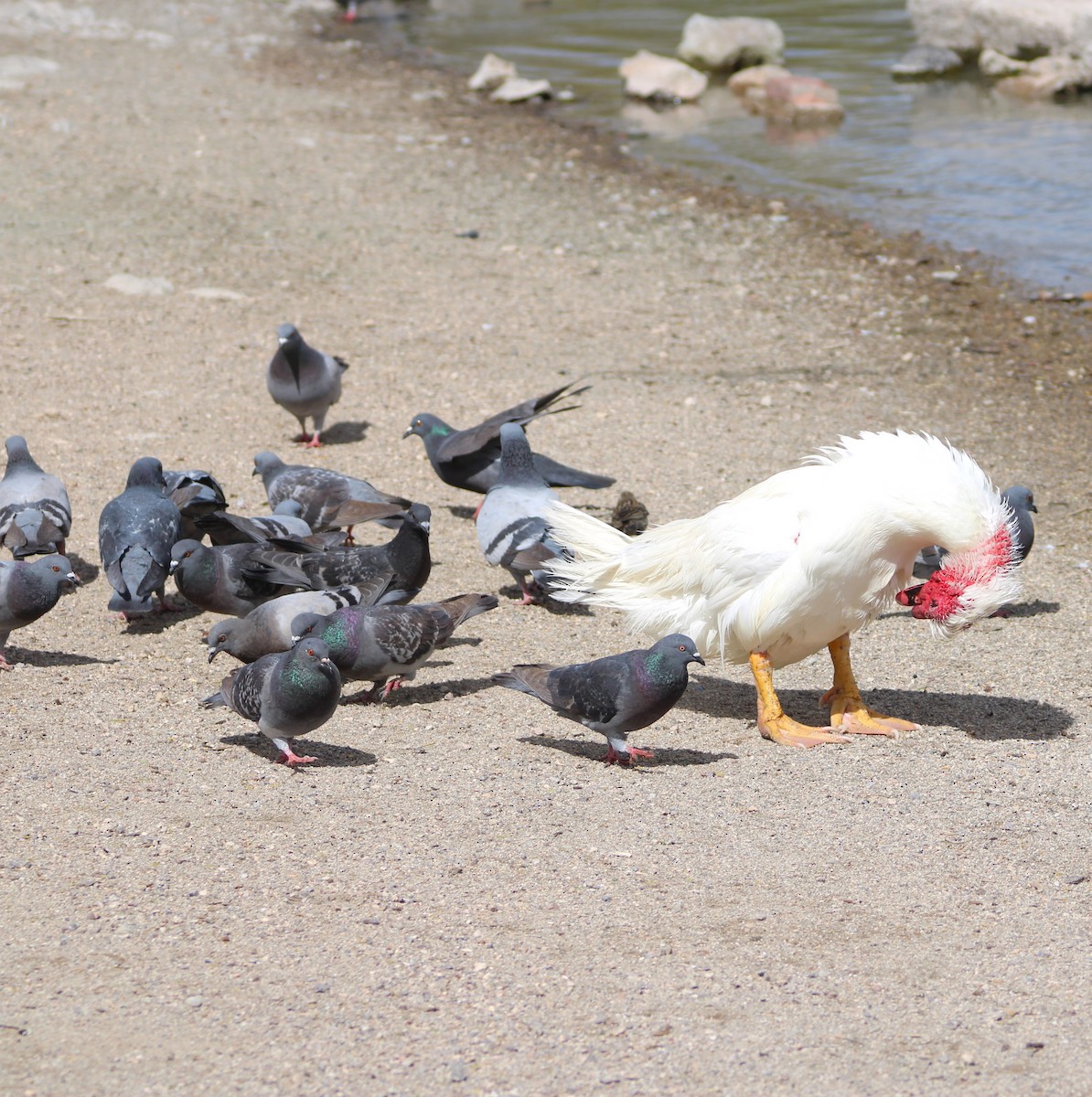 Rock Pigeon (Feral Pigeon) - ML616534937