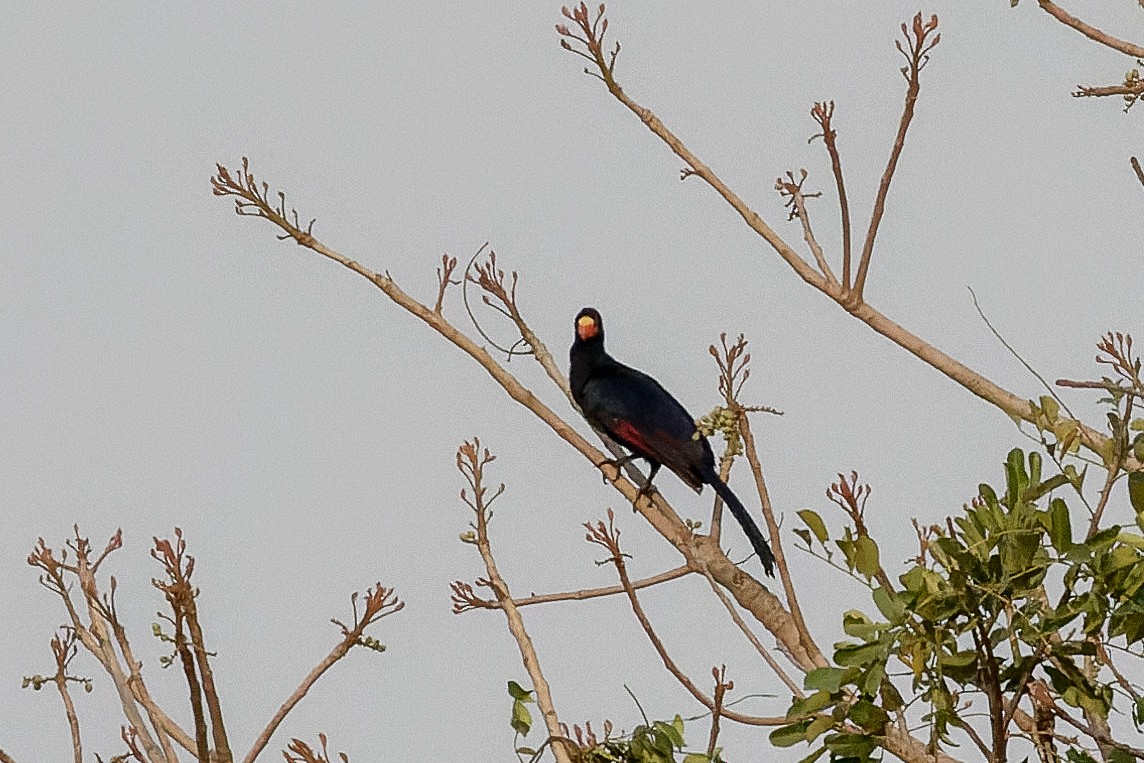 Turaco Violáceo - ML616534939