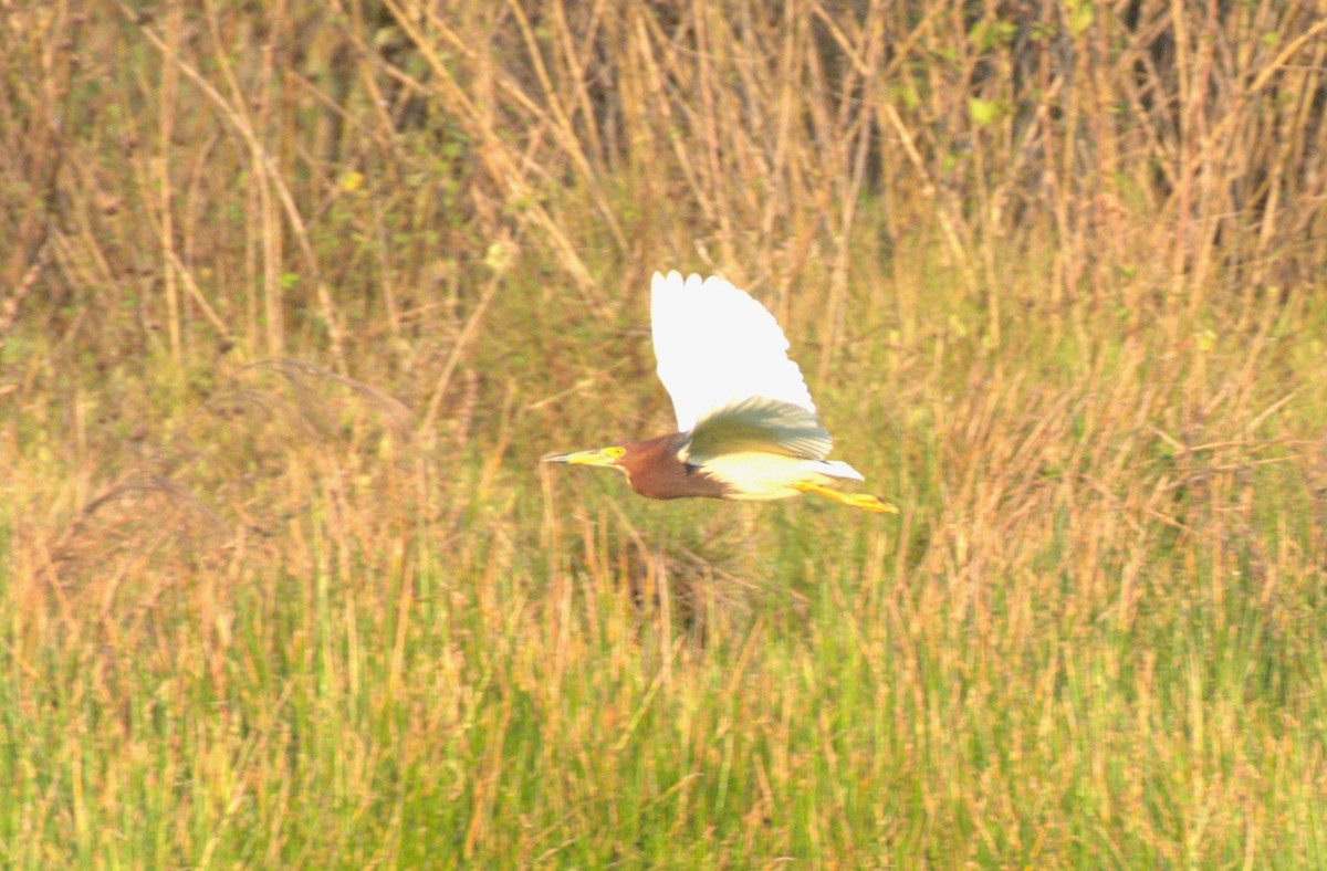 Chinese Pond-Heron - ML616535016