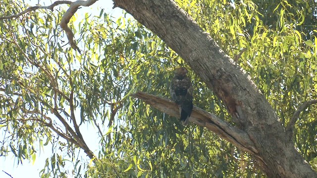 Whistling Kite - ML616535029