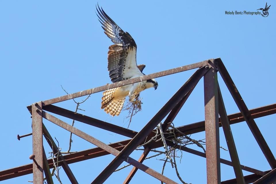 Águila Pescadora - ML616535031