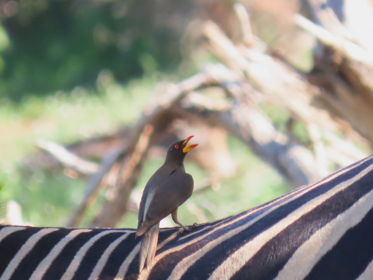 Yellow-billed Oxpecker - ML616535094