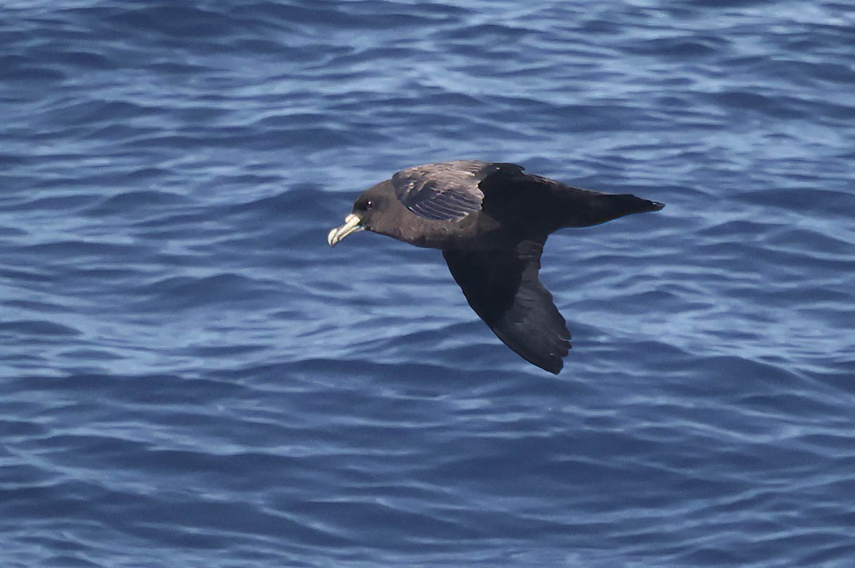 White-chinned Petrel - Skip Russell