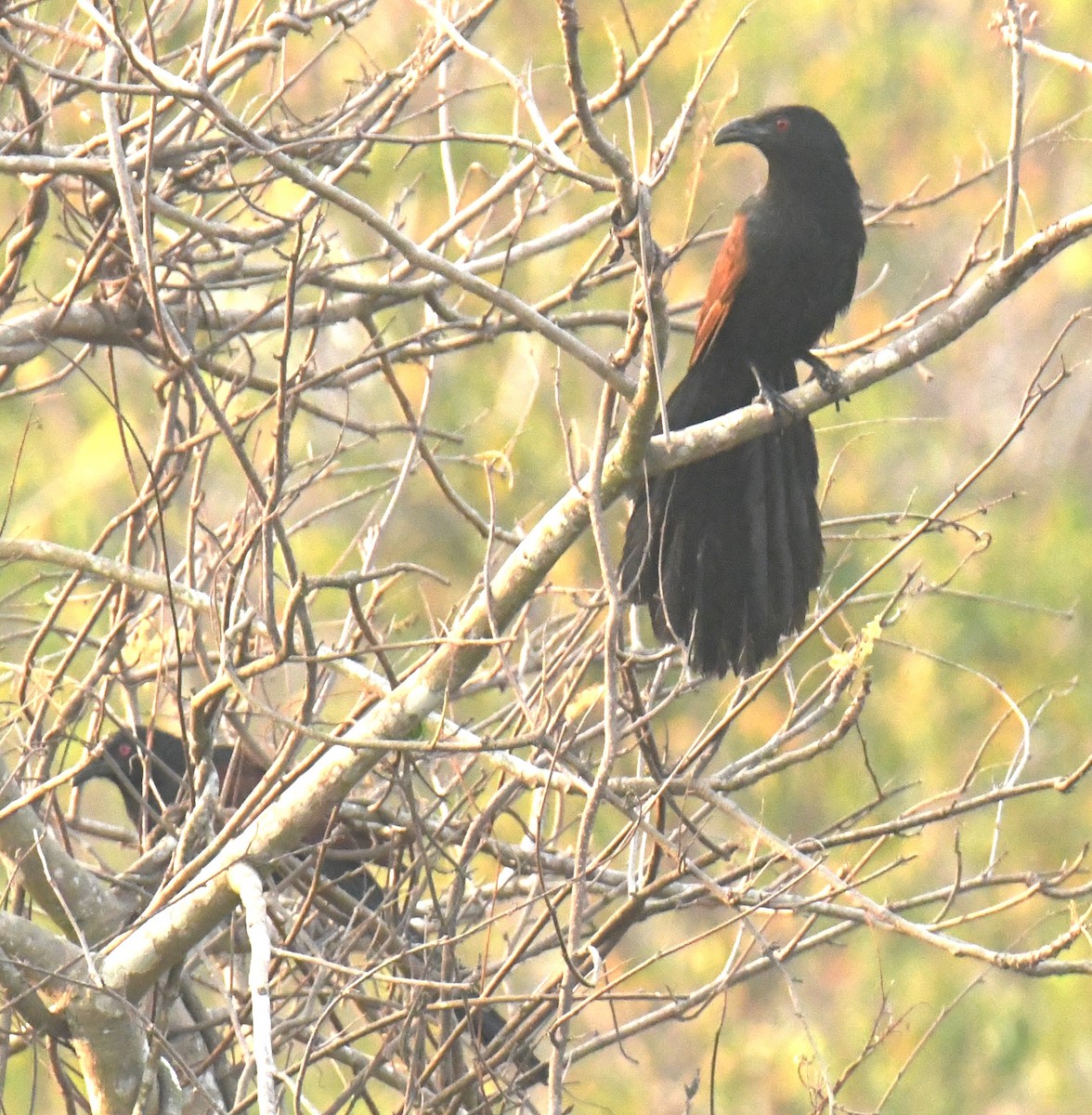 Greater Coucal - ML616535116