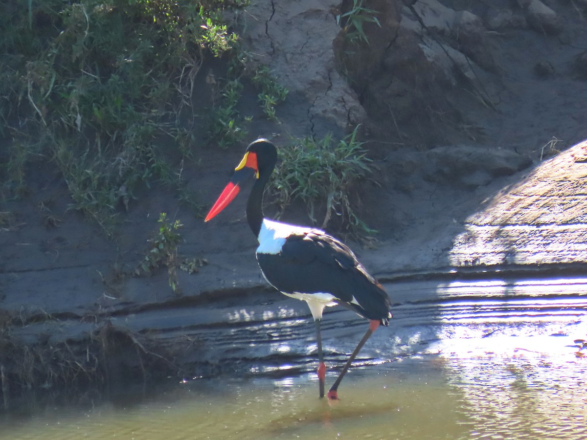 Saddle-billed Stork - ML616535123