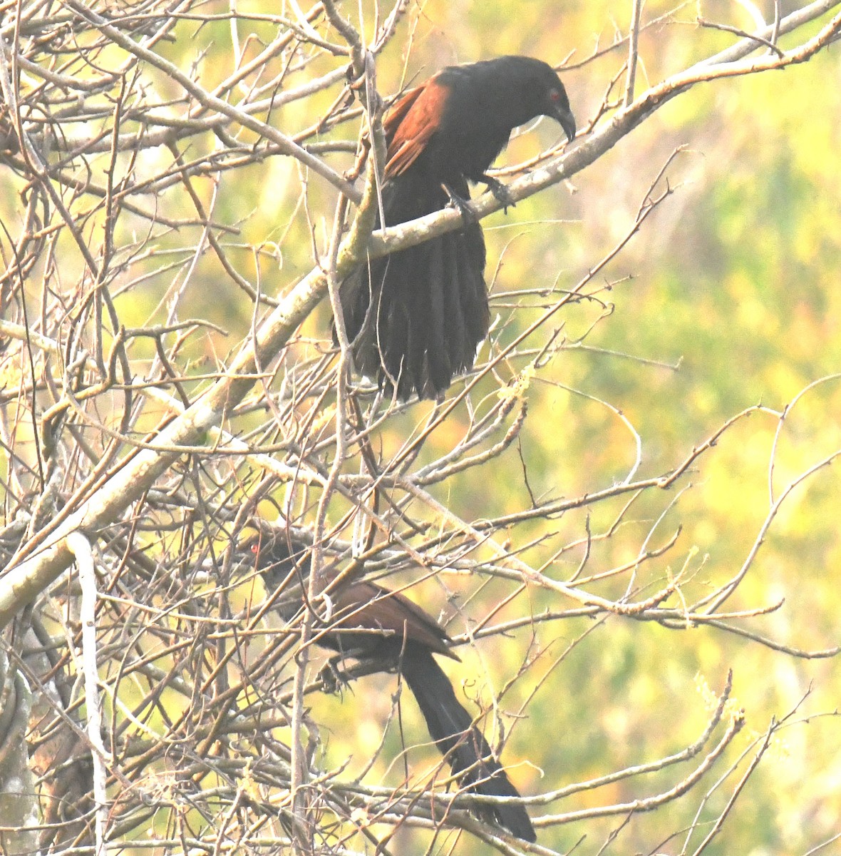 Greater Coucal - ML616535173