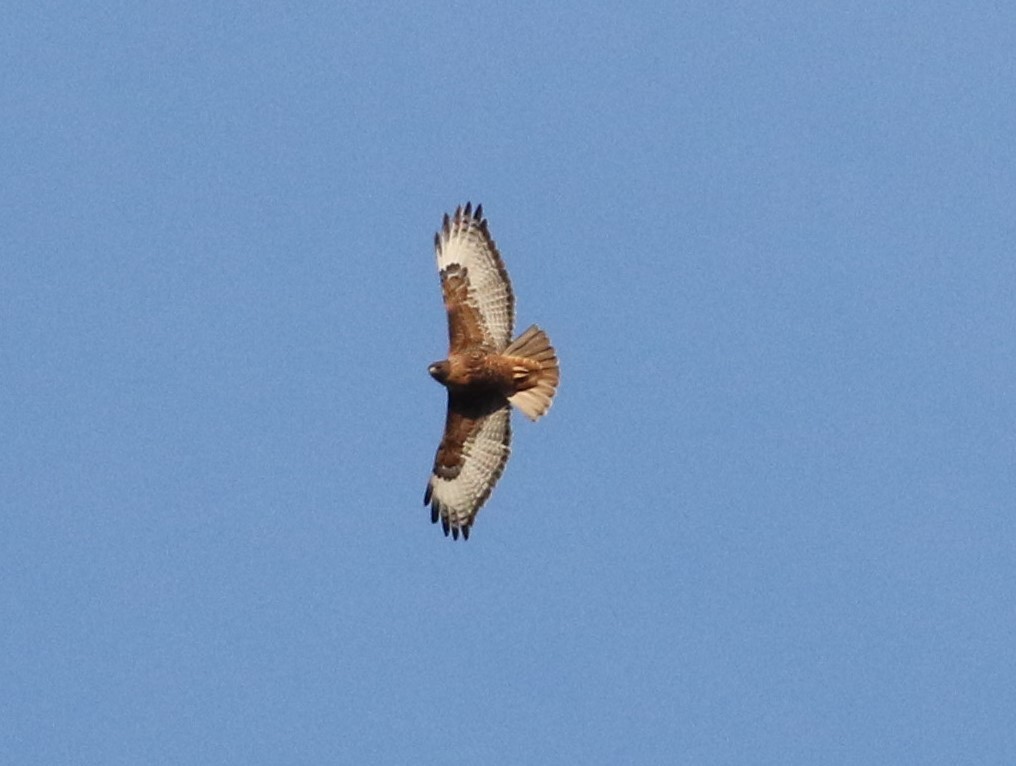 Red-tailed Hawk - ML616535202