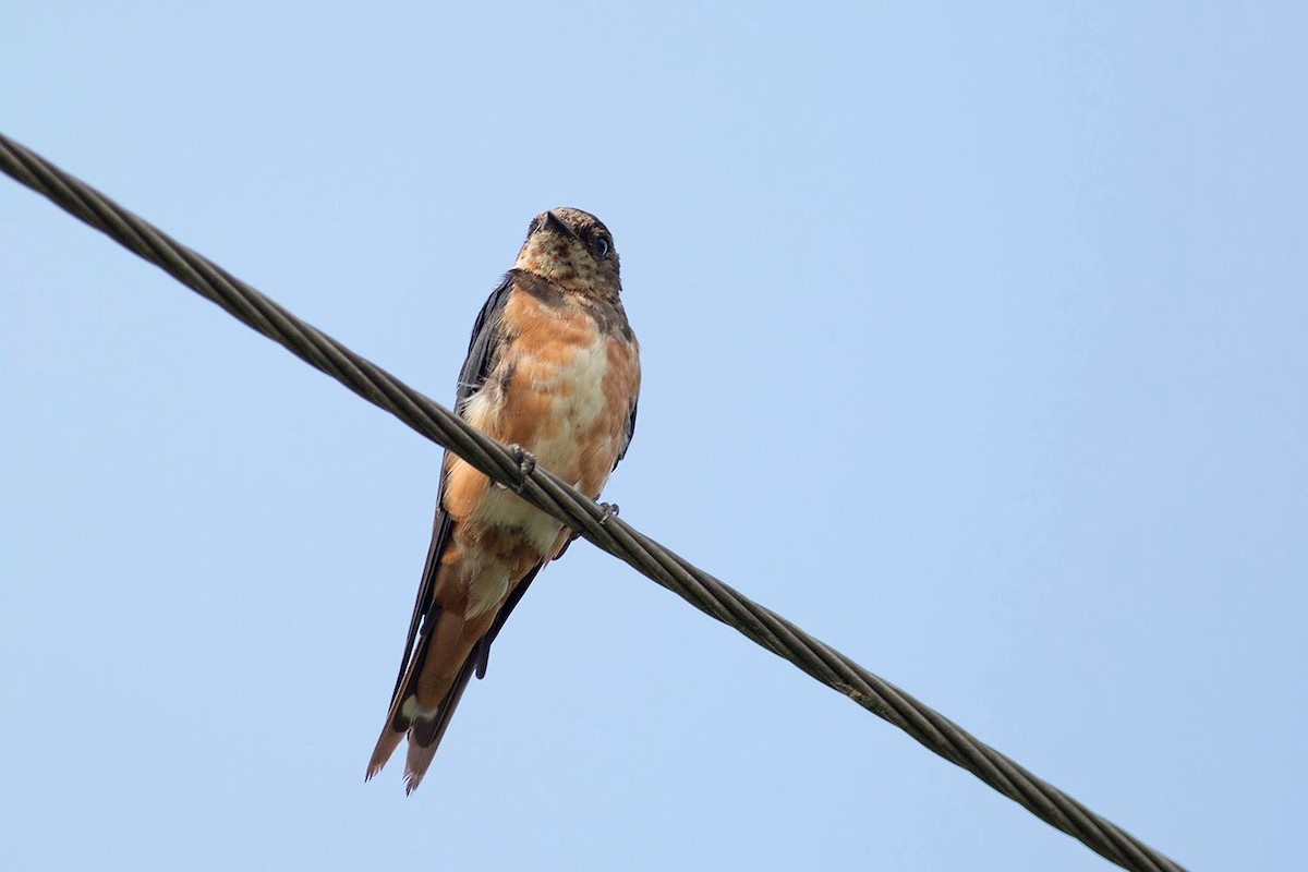 Barn Swallow - Harmeet Basur