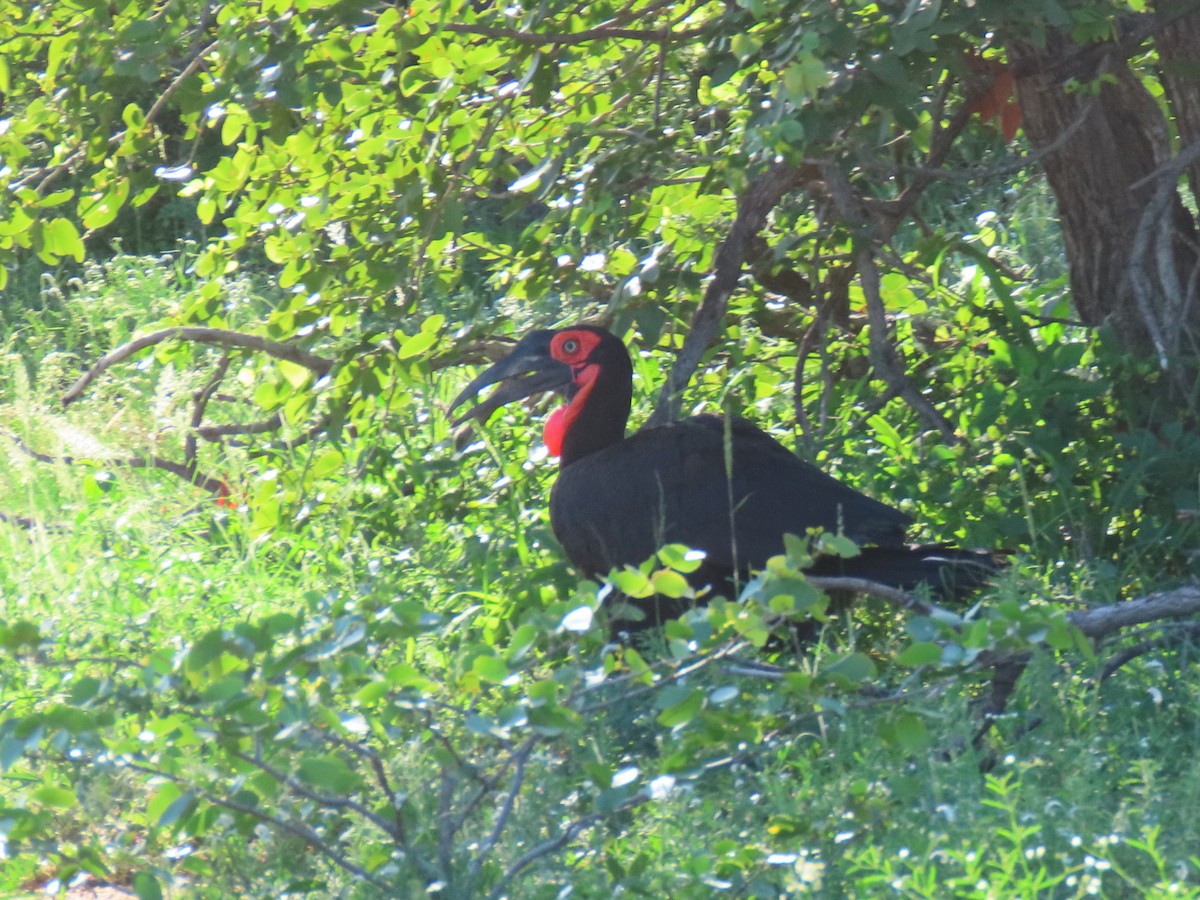 Southern Ground-Hornbill - ML616535298