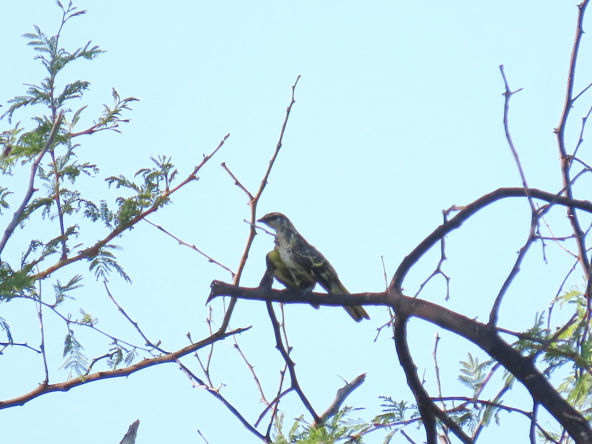 Black Cuckooshrike - ML616535360