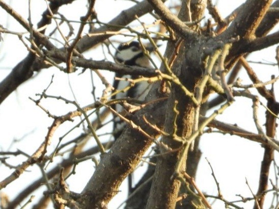 Great Spotted Woodpecker - ML616535371