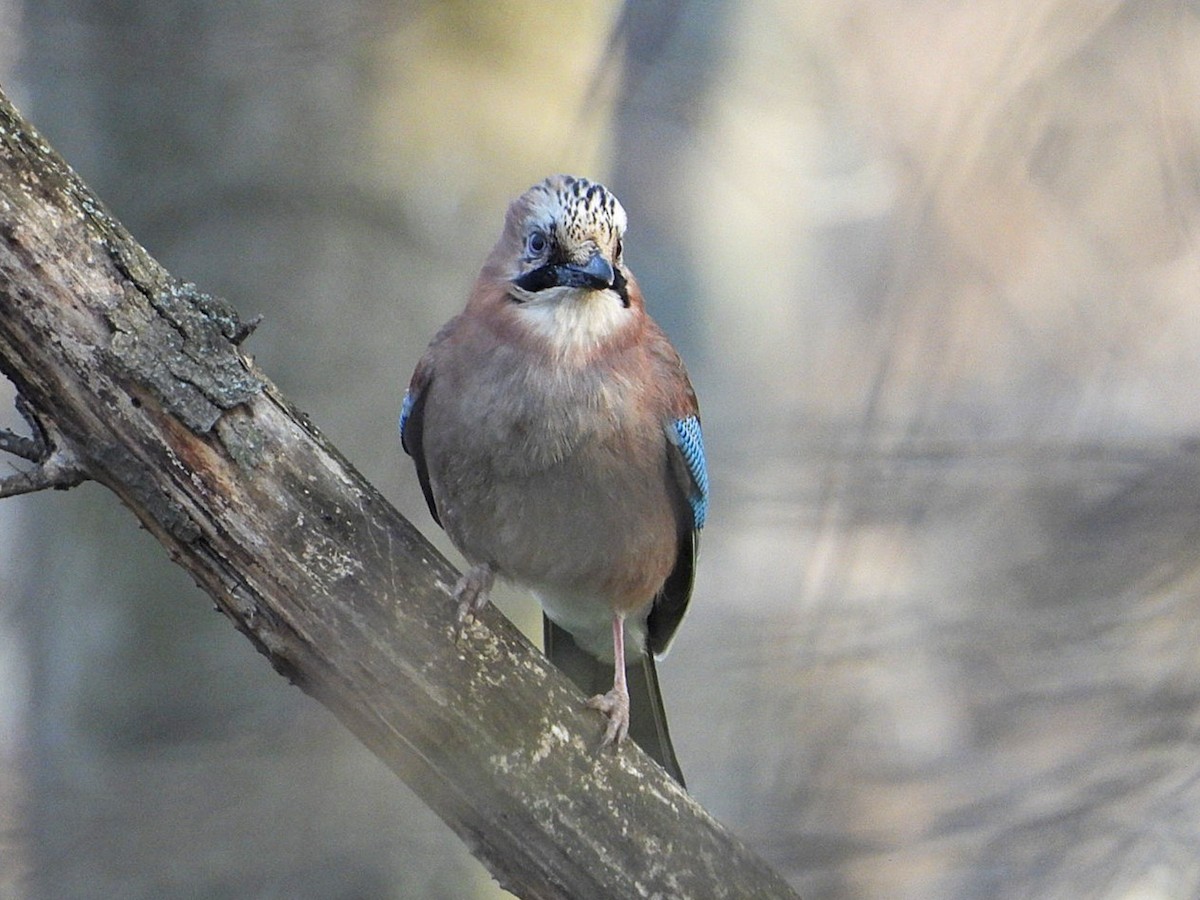 Eurasian Jay - ML616535376