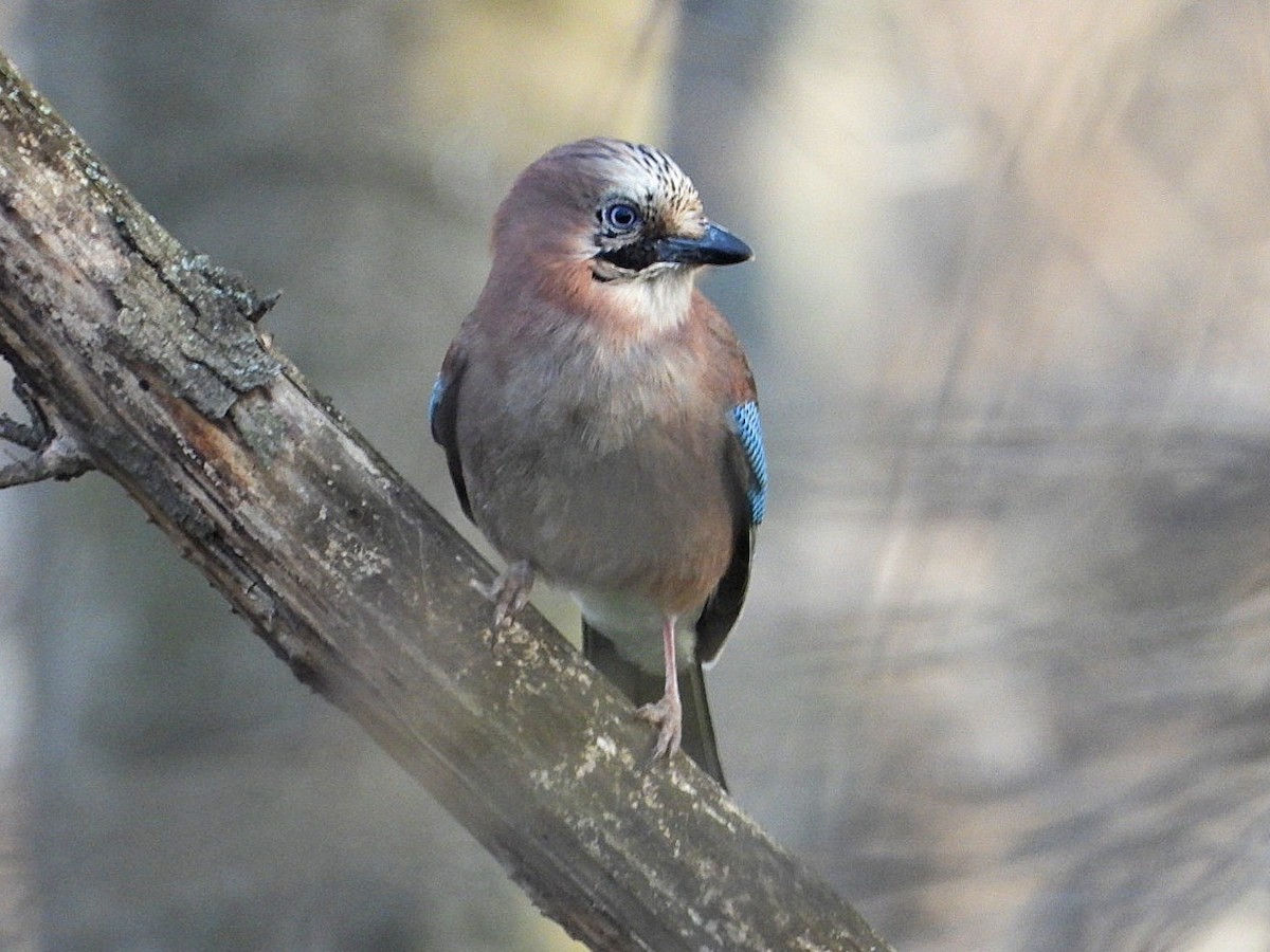 Eurasian Jay - ML616535381