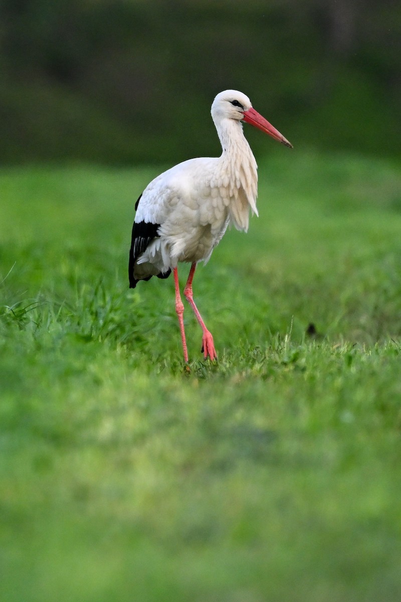 White Stork - ML616535408