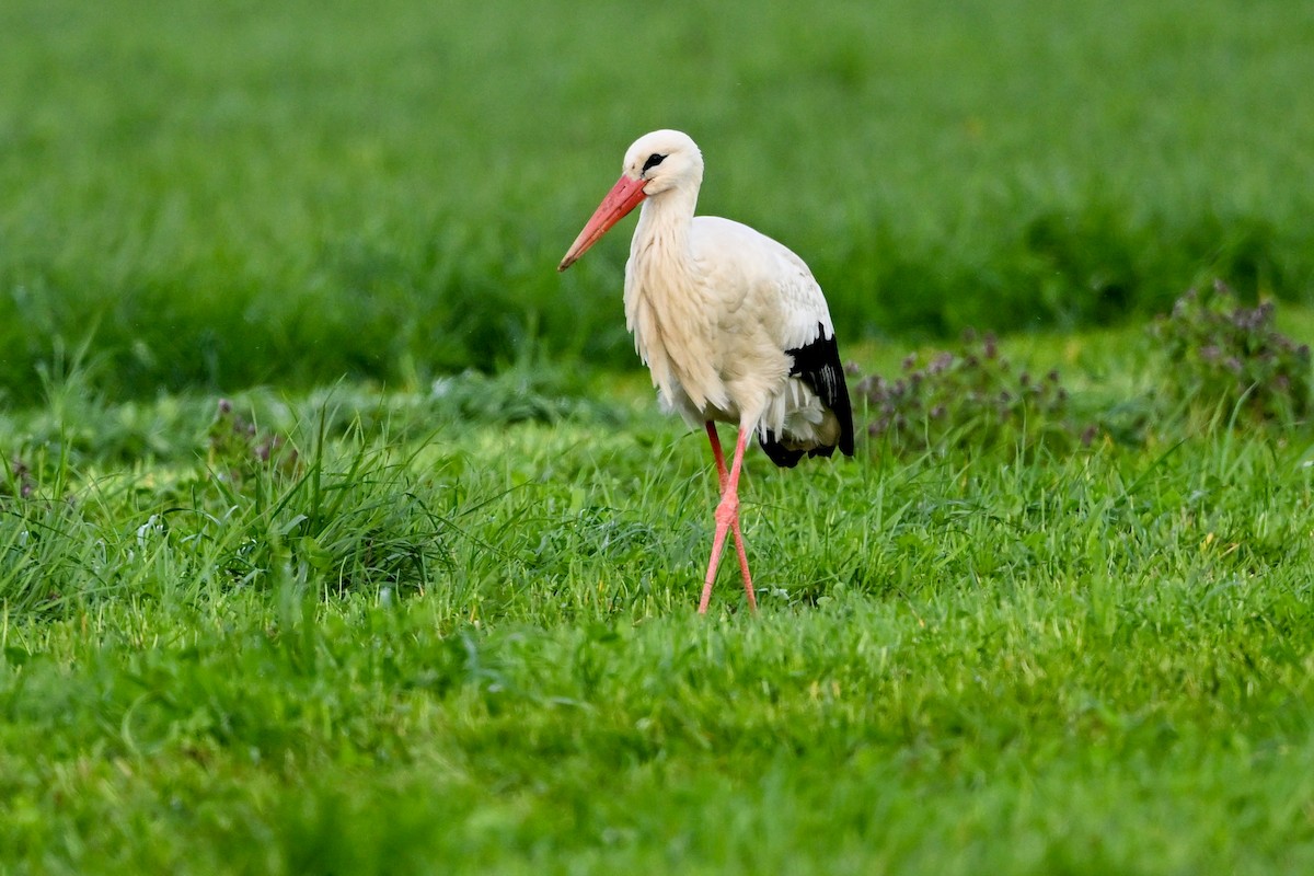 White Stork - ML616535409