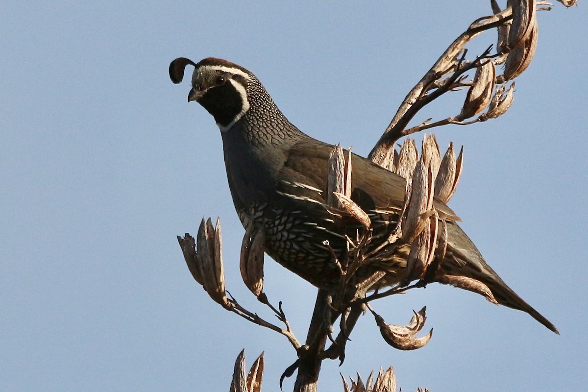 California Quail - ML616535411