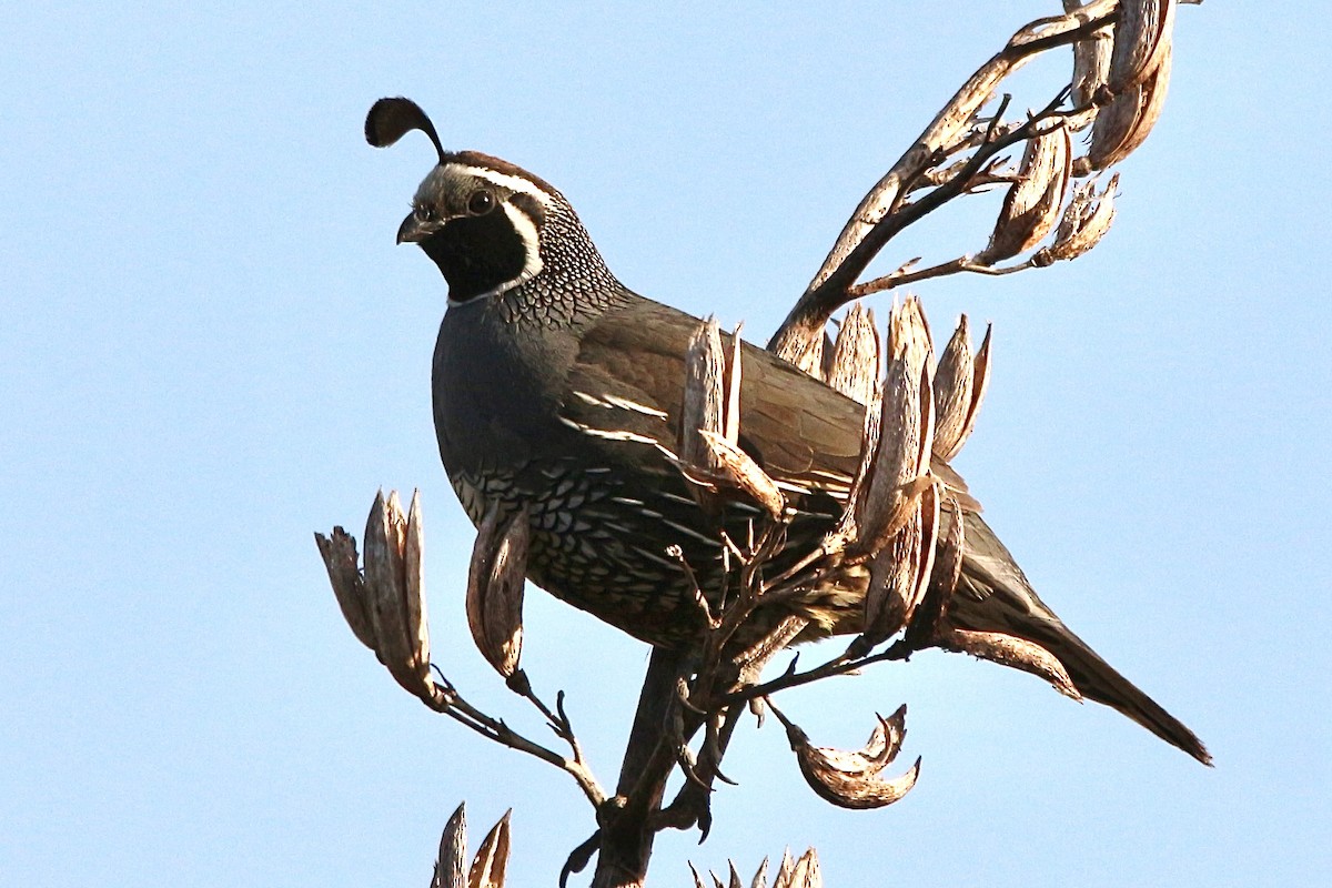 California Quail - ML616535412