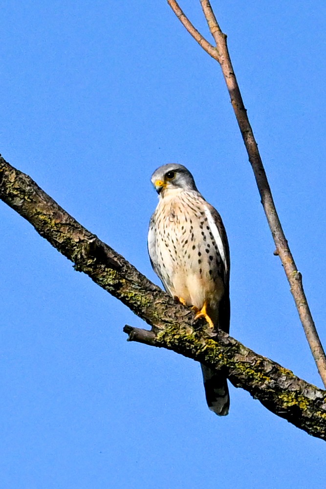 Eurasian Kestrel - ML616535427