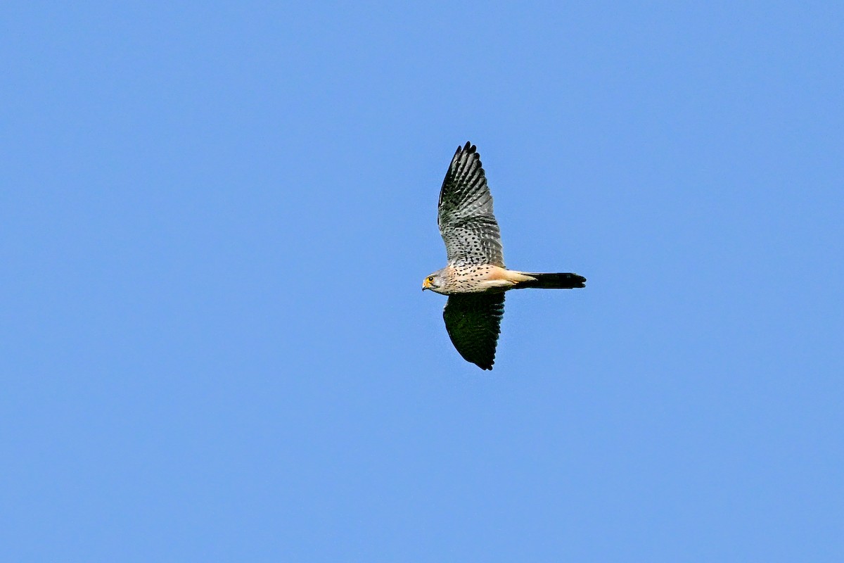 Eurasian Kestrel - ML616535428