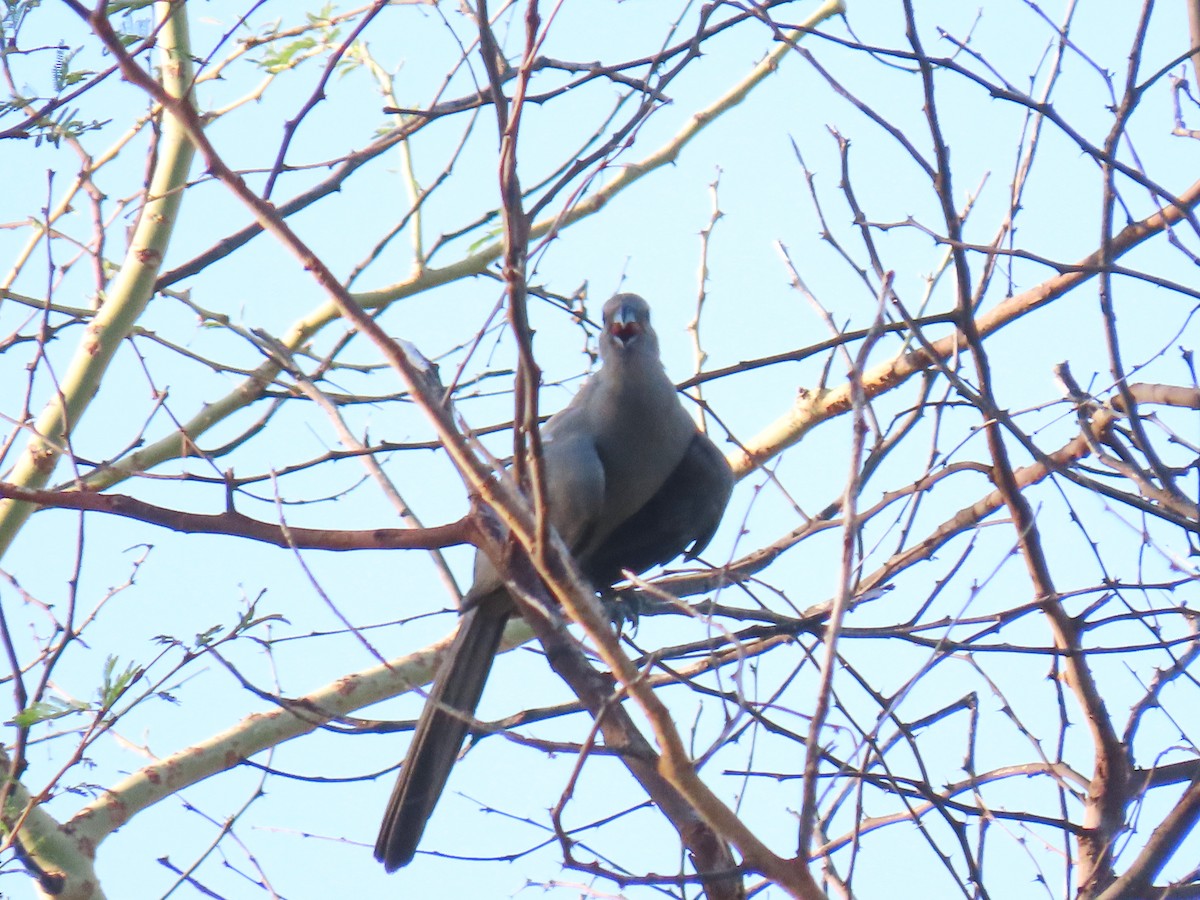 Turaco Unicolor - ML616535433