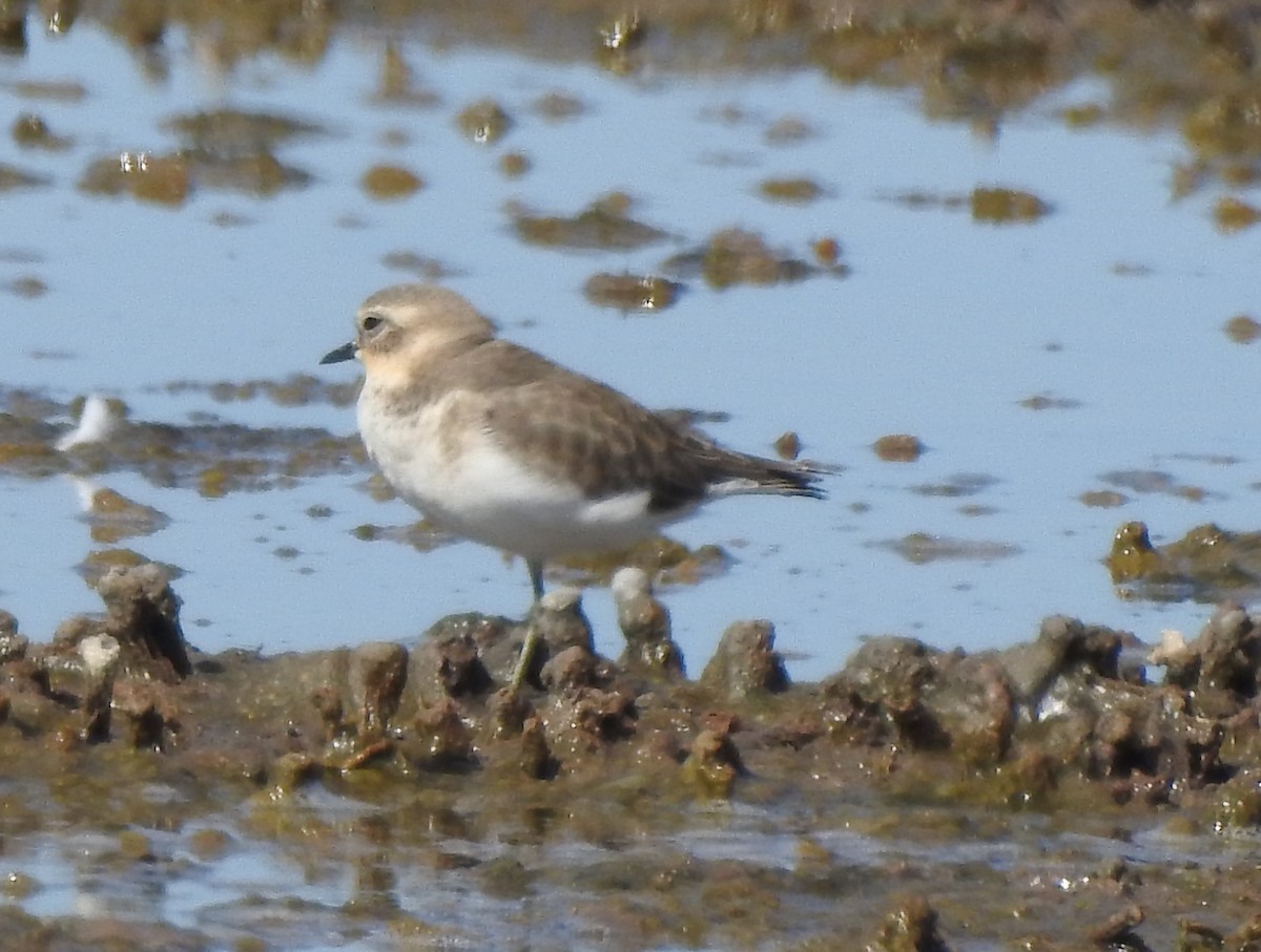 Double-banded Plover - ML616535509