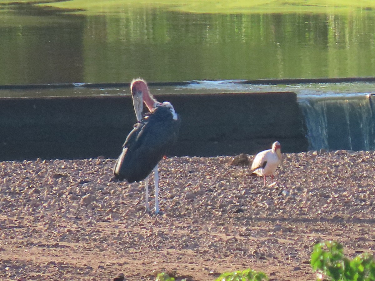 Marabou Stork - ML616535511