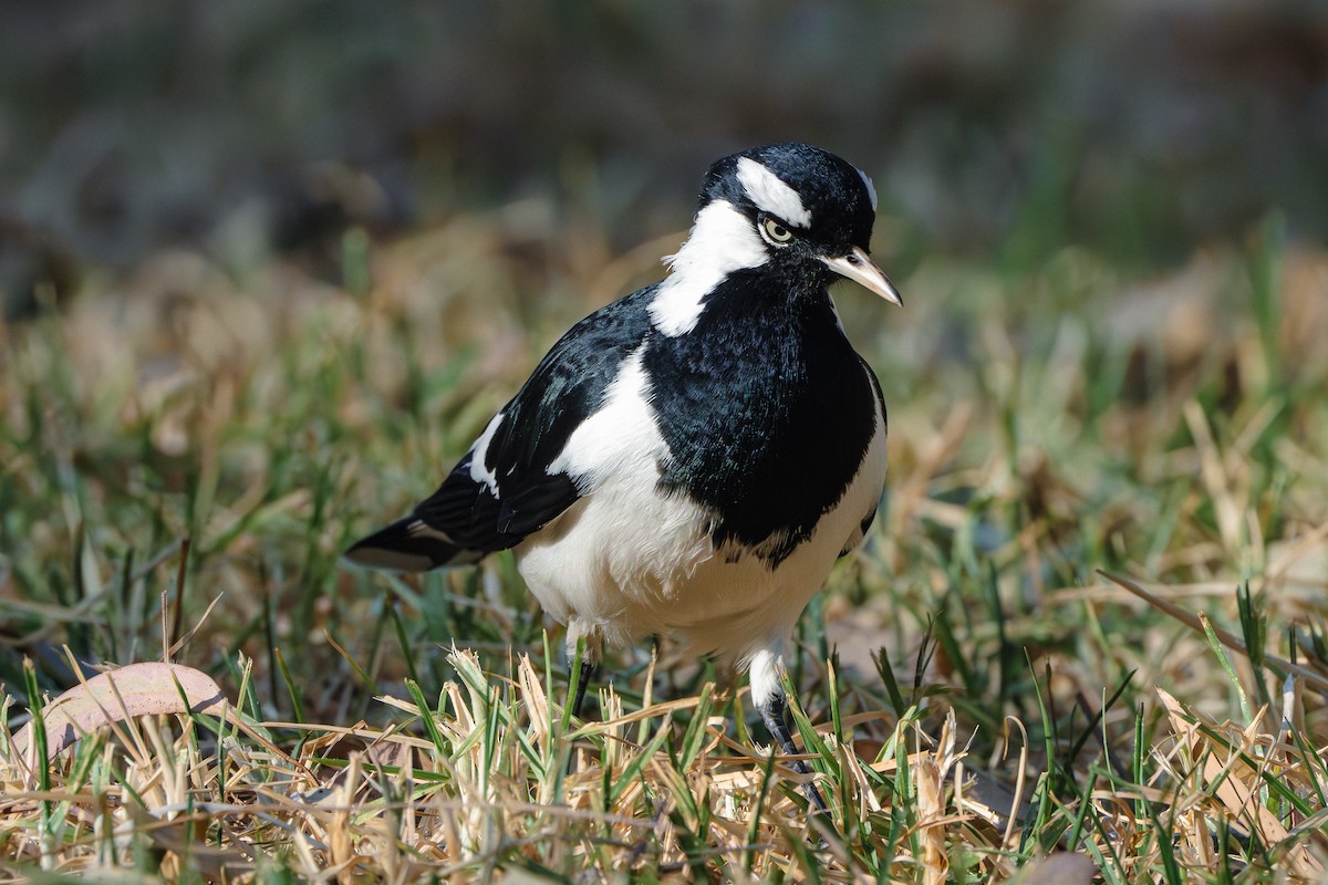 Magpie-lark - ML616535512