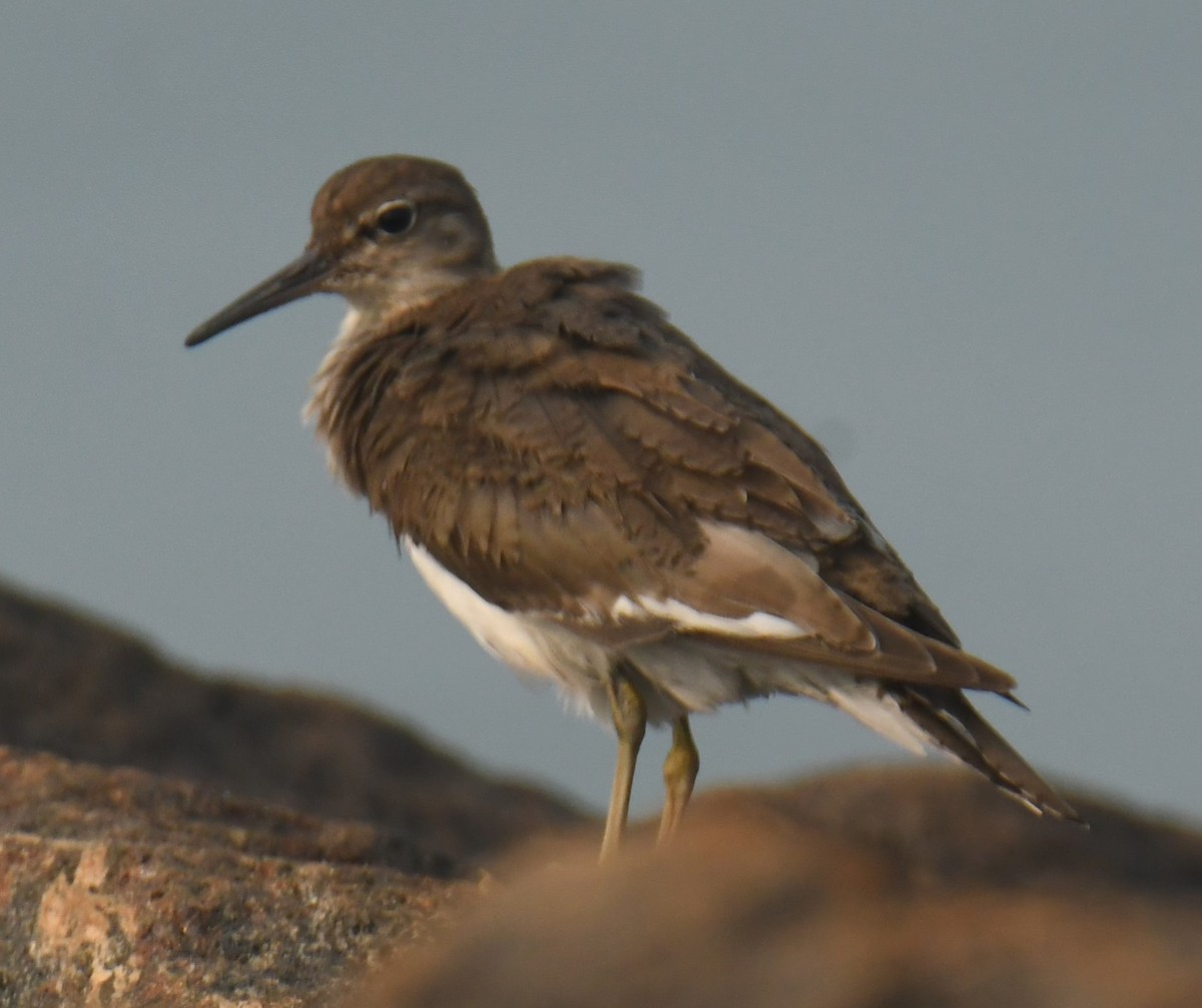 Common Sandpiper - Mohanan Choron