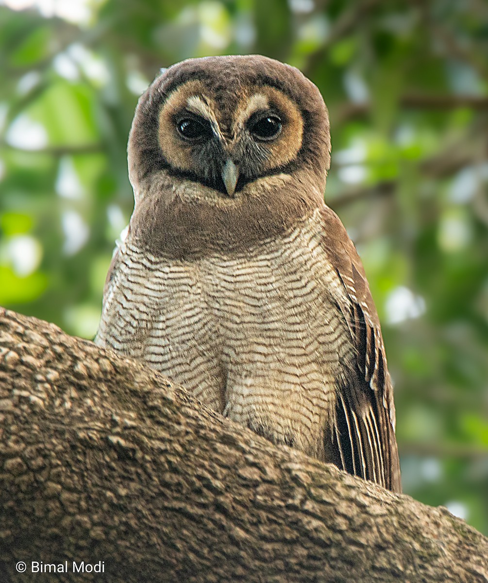 Brown Wood-Owl - Bimal Modi