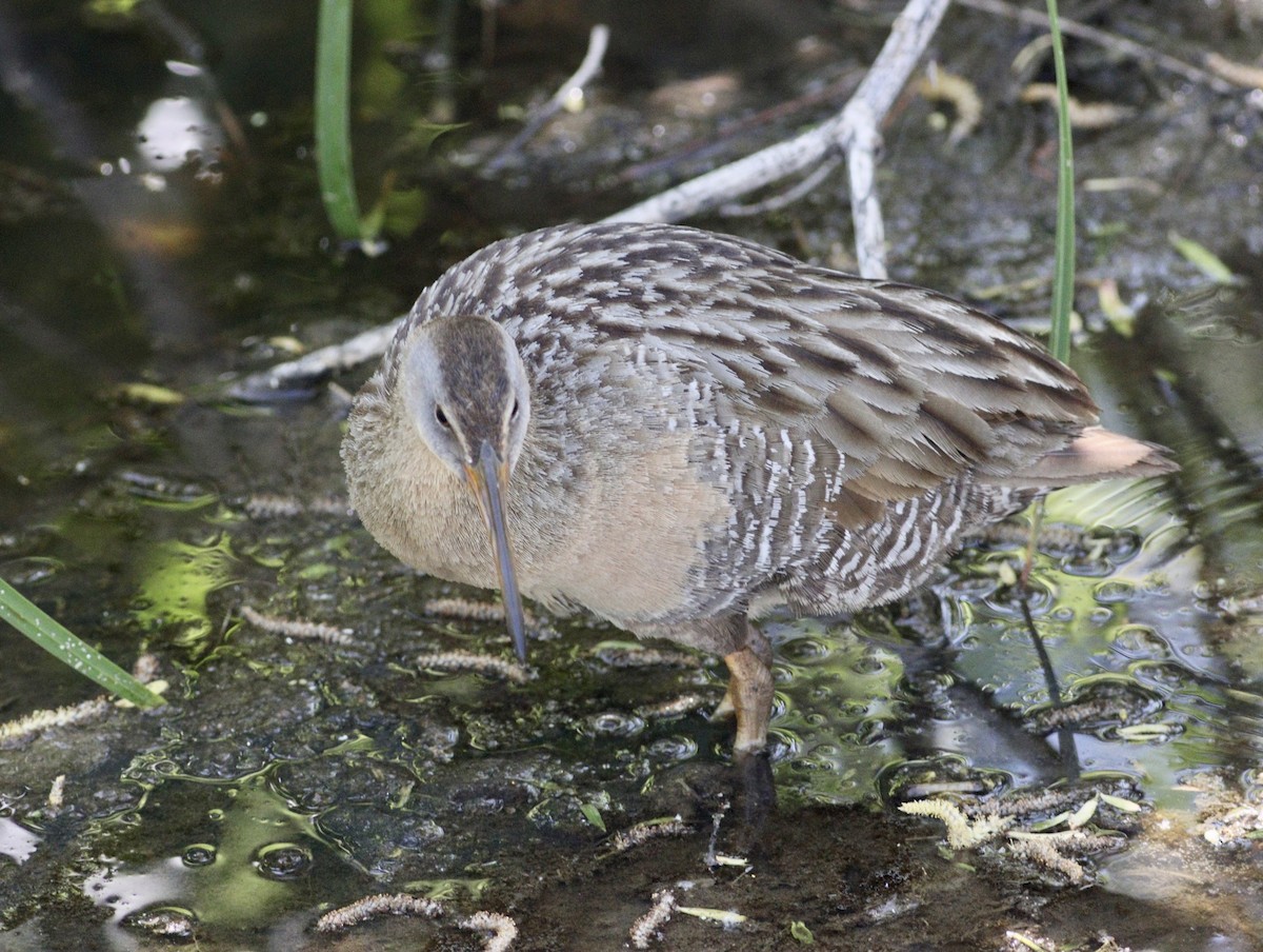 Clapper Rail - Rhonda Desormeaux