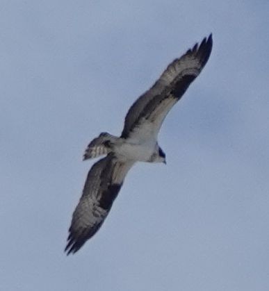 Águila Pescadora - ML616535639