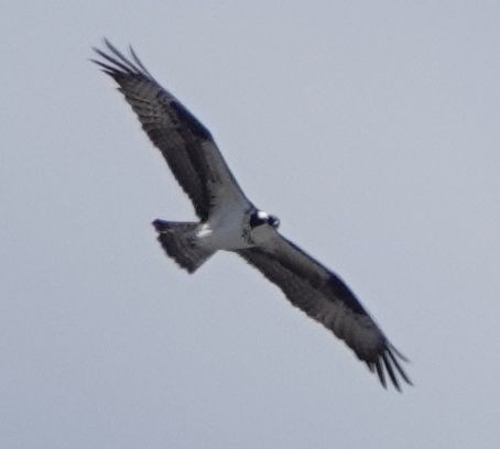 Águila Pescadora - ML616535640