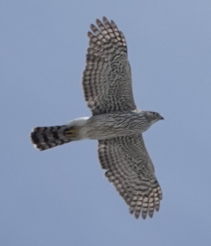 Cooper's Hawk - ML616535649