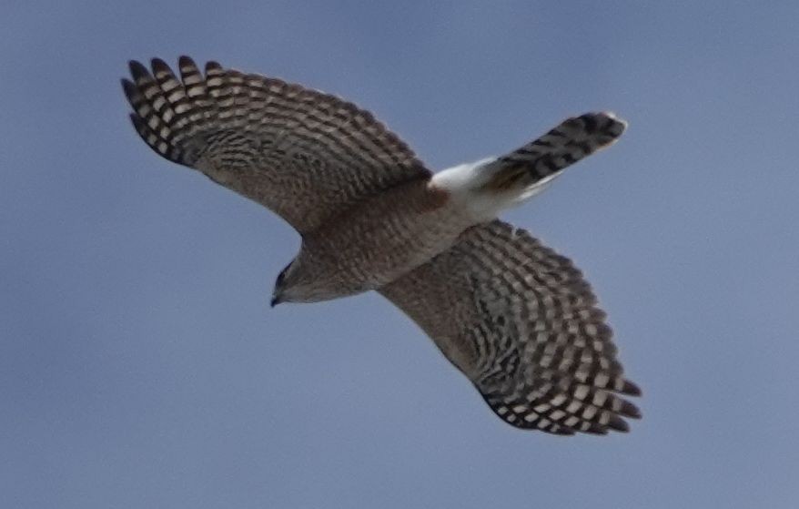 Cooper's Hawk - ML616535650