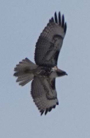 Red-tailed Hawk - ML616535656