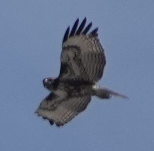 Red-tailed Hawk - ML616535659